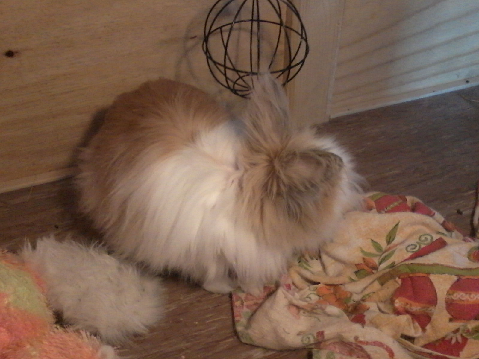 Teddy (2)